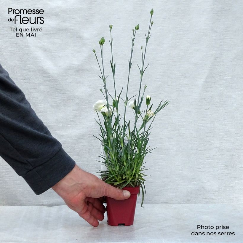 Example of Dianthus plumarius Scent First Memories - Œillet mignardise Godet de 7/8 cm as you get in printemps