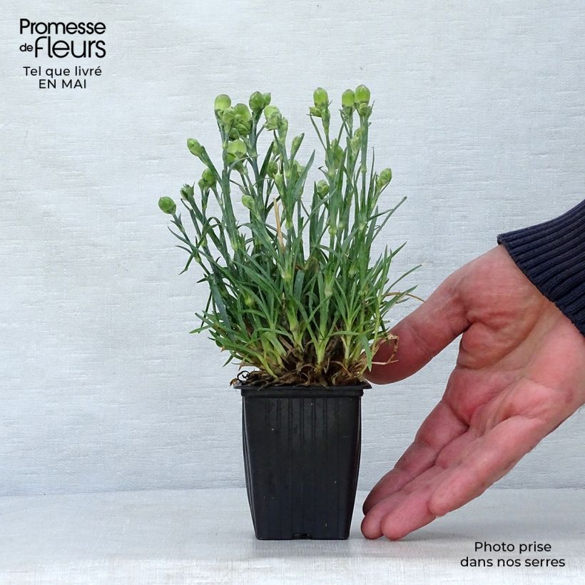 Example of Dianthus plumarius Scent First Raspberry Sundae - Oeillet mignardise Godet de 7/8 cm as you get in printemps