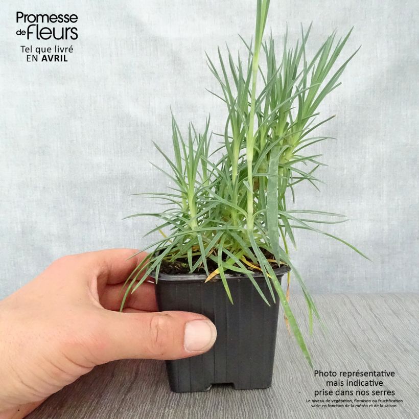 Example of Dianthus plumarius Scent First Romance - Oeillet mignardise Godet de 7/8 cm as you get in printemps