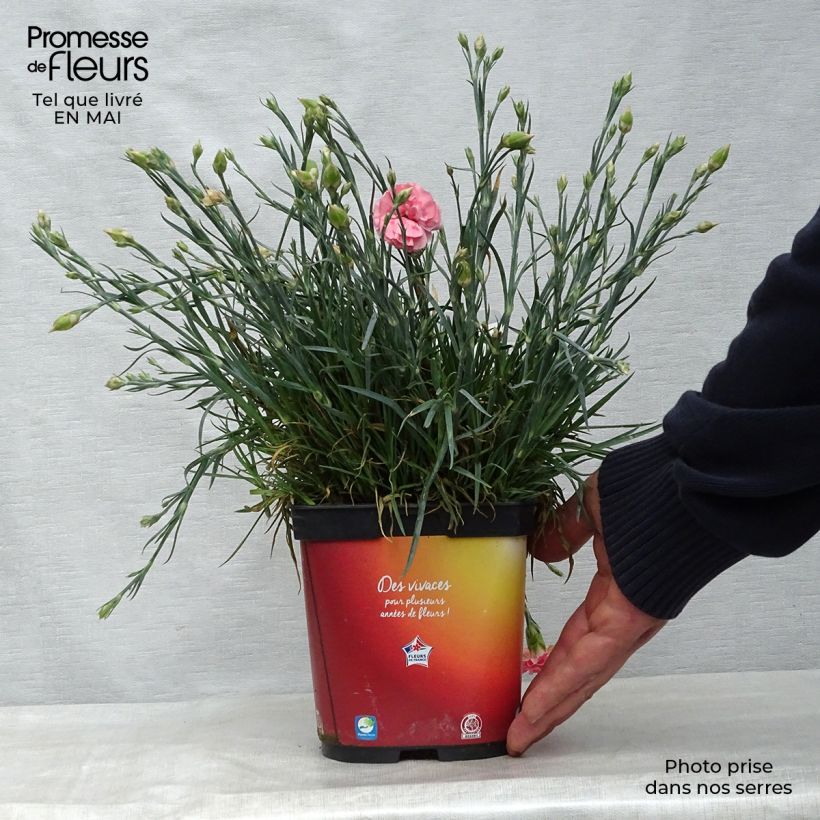 Example of Dianthus plumarius Scent First Romance - Oeillet mignardise Pot de 2L/3L as you get in printemps