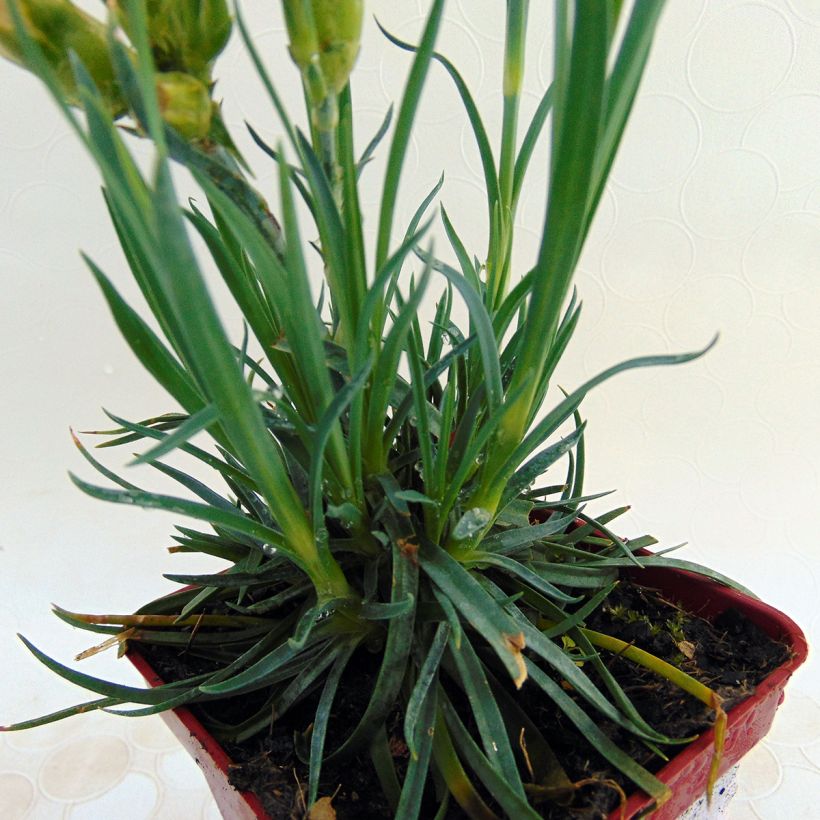 Dianthus plumarius Scent First Romance - Oeillet mignardise (Foliage)
