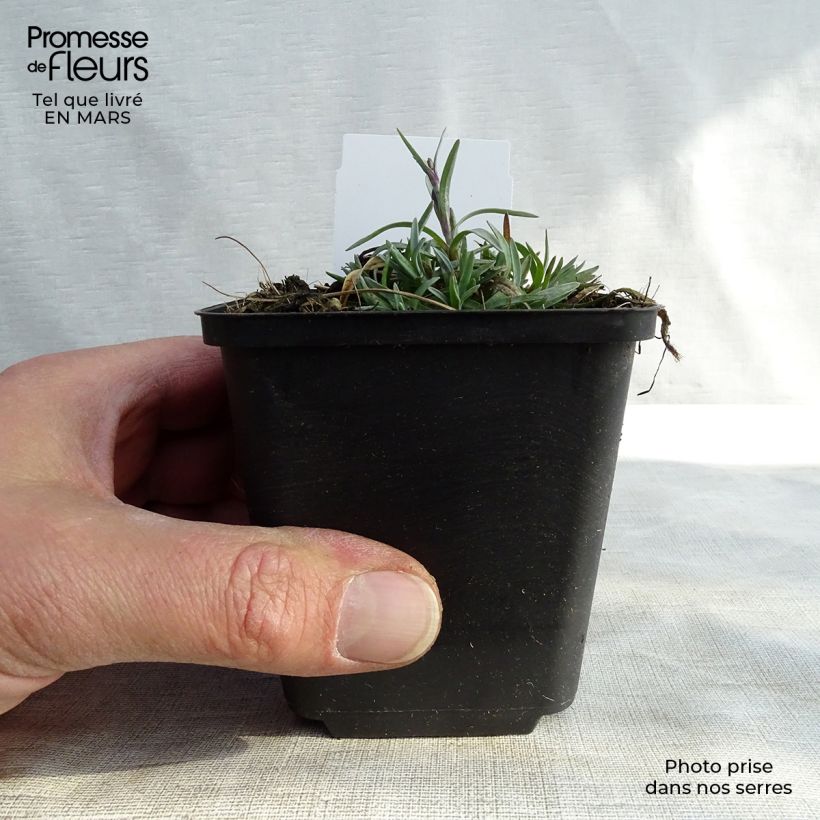 Example of Dianthus plumarius Warden Hybrid -Oeillet mignardise  Godet de 8/9 cm as you get in printemps