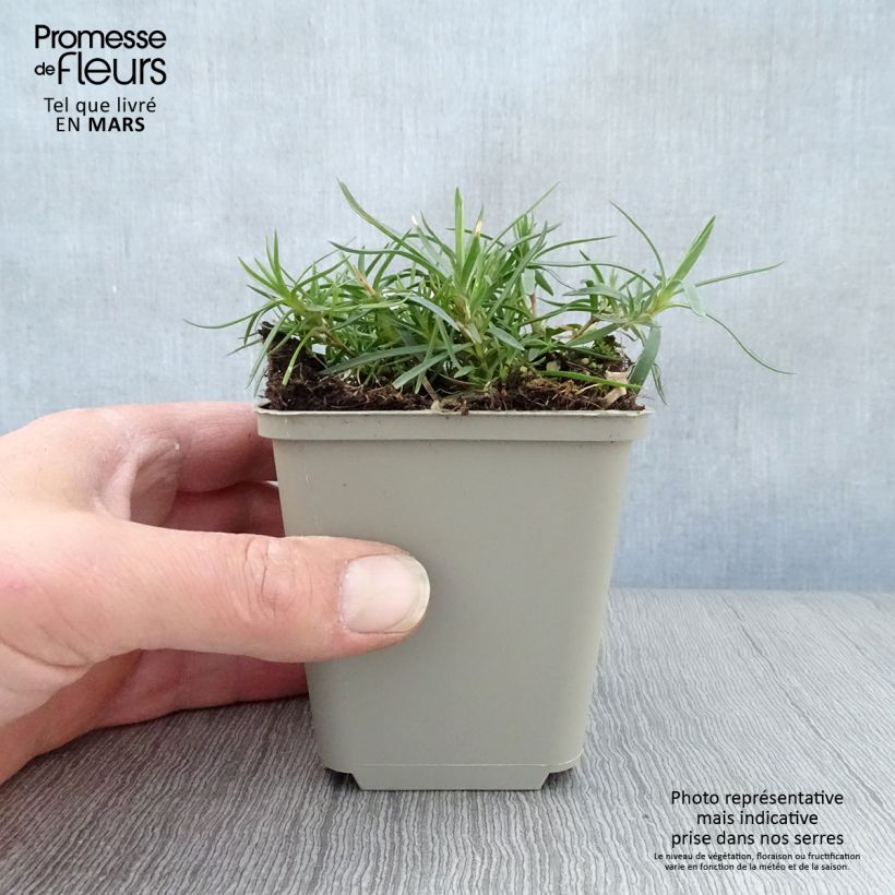 Example of Dianthus spiculifolius, Oeillet Godet de 8/9 cm as you get in printemps