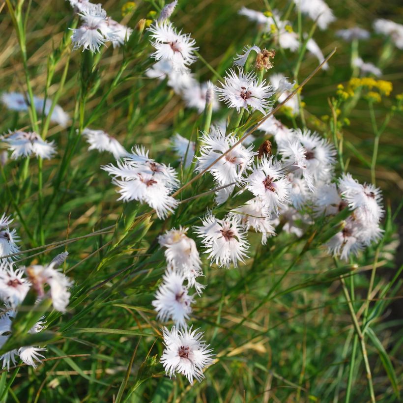 Dianthus superbus - Oeillet superbe (Plant habit)