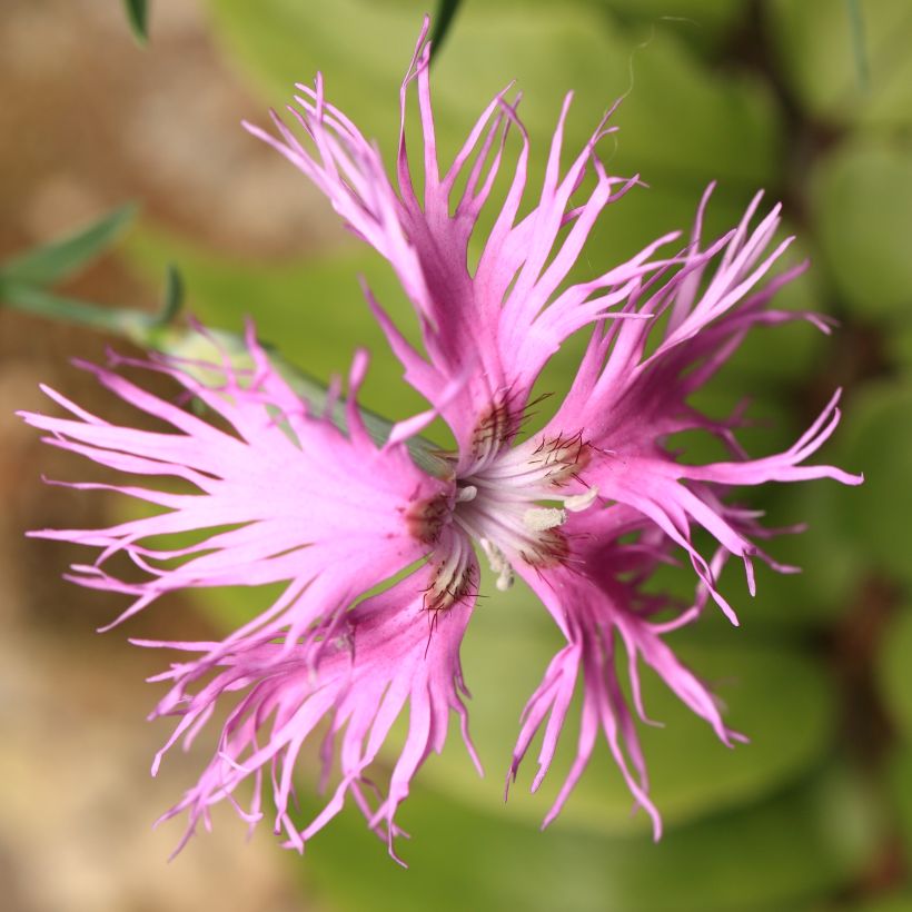 Dianthus superbus Primadonna - Oeillet superbe (Flowering)