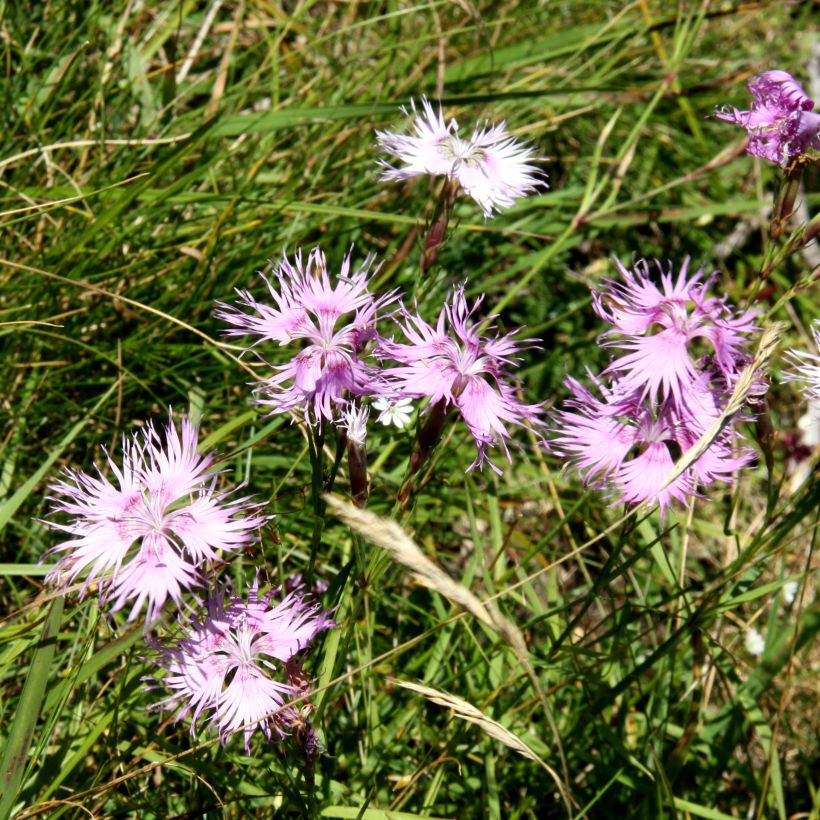 Dianthus superbus Primadonna - Oeillet superbe (Plant habit)
