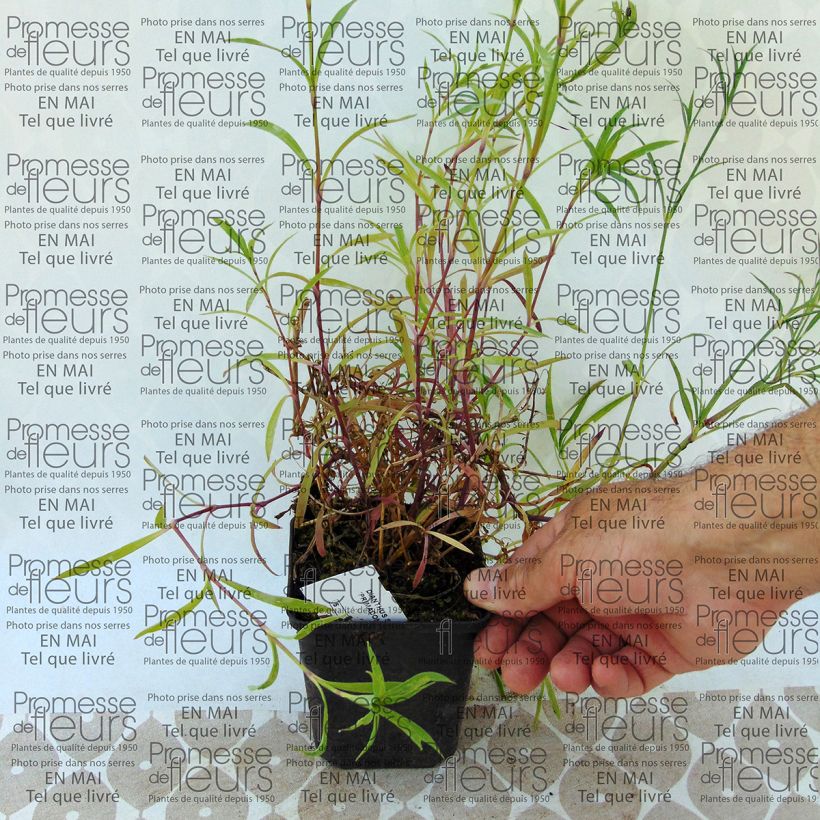 Example of Dianthus superbus Primadonna - Oeillet superbe Godet de 7/8 cm as you get