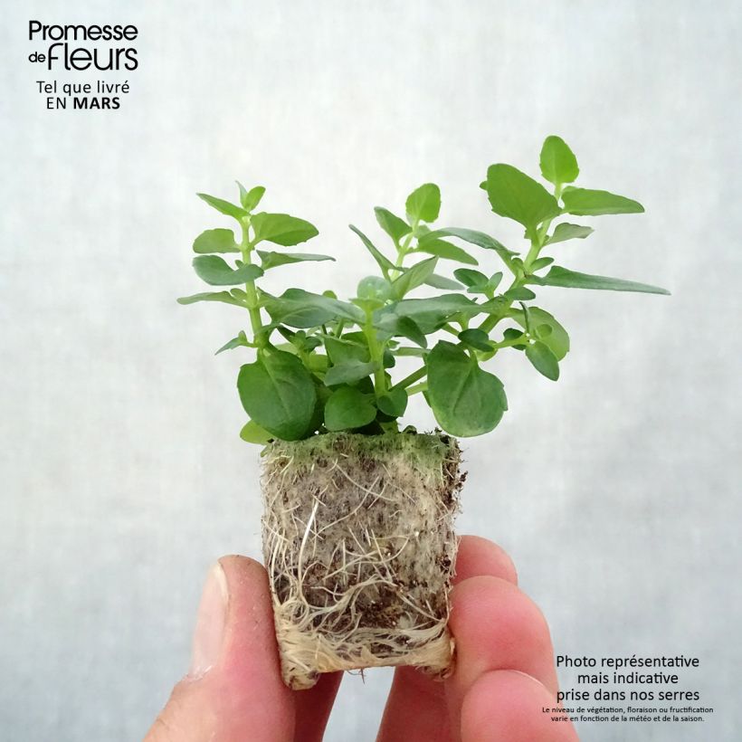 Example of Diascia Breezee Plus Pink Mini-motte Ø 1,5/2,5 cm, Plant vert de 5 à 10 cm de haut as you get in printemps