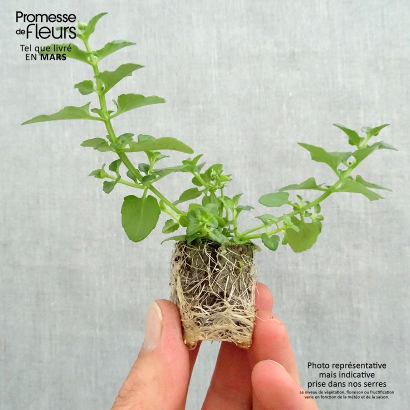 Example of Diascia Breezee Plus White Mini-motte Ø 1,5/2,5 cm, Livré en plant vert de 5 à 10 cm de hauteur as you get in printemps