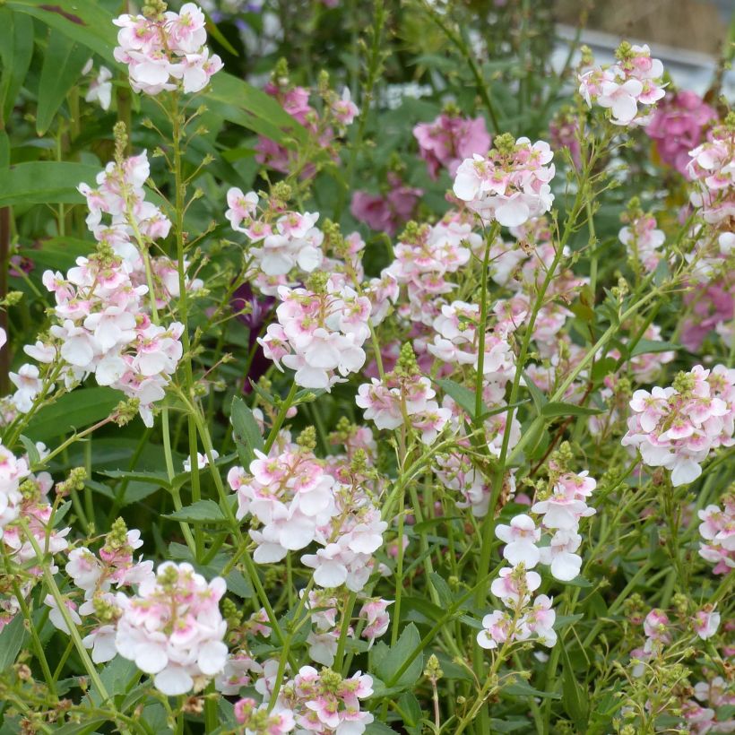 Diascia Sundascia Up Rose Pink - Diascie rose (Flowering)