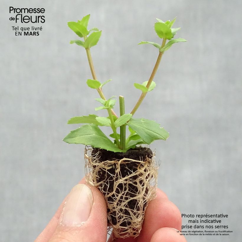 Example of Diascia Sundascia Up Peach - Diascie orange Mini-motte Ø 1,5/2,5 cm as you get in printemps