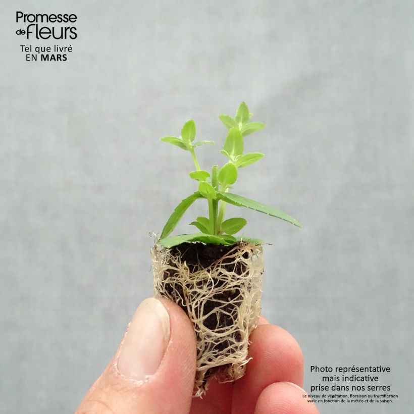 Example of Diascia Sundascia Up Rose Pink - Diascie rose Mini-motte Ø 1,5/2,5 cm as you get in printemps