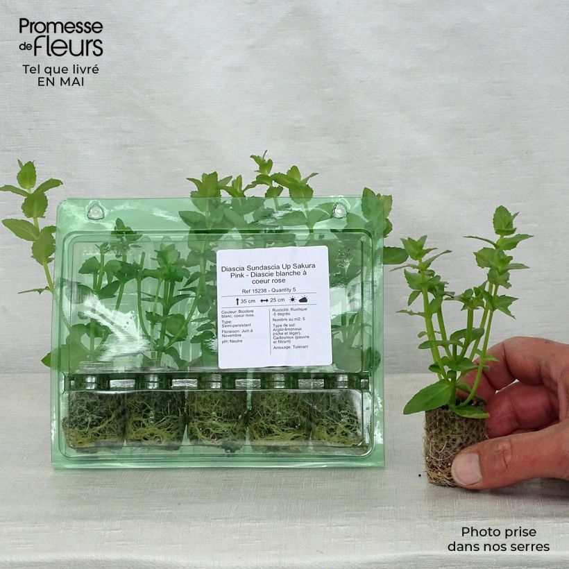 Example of Diascia Sundascia Up Sakura Pink - Diascie blanche à coeur rose Mini-motte Ø 1,5/2,5 cm as you get in printemps