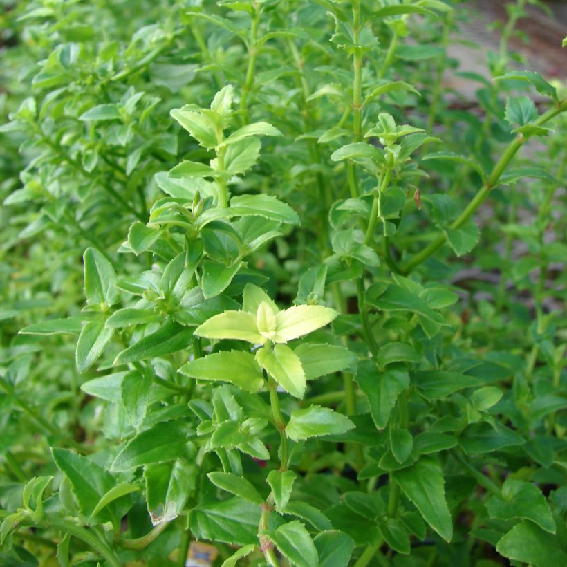 Diascia barberae Ruby Field - Diascie rose foncé (Foliage)