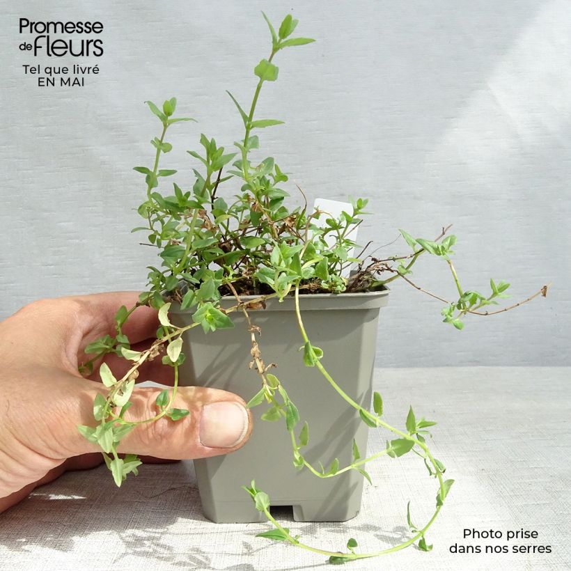 Example of Diascia barberae Ruby Field - Diascie rose foncé Godet de 8/9 cm as you get in printemps