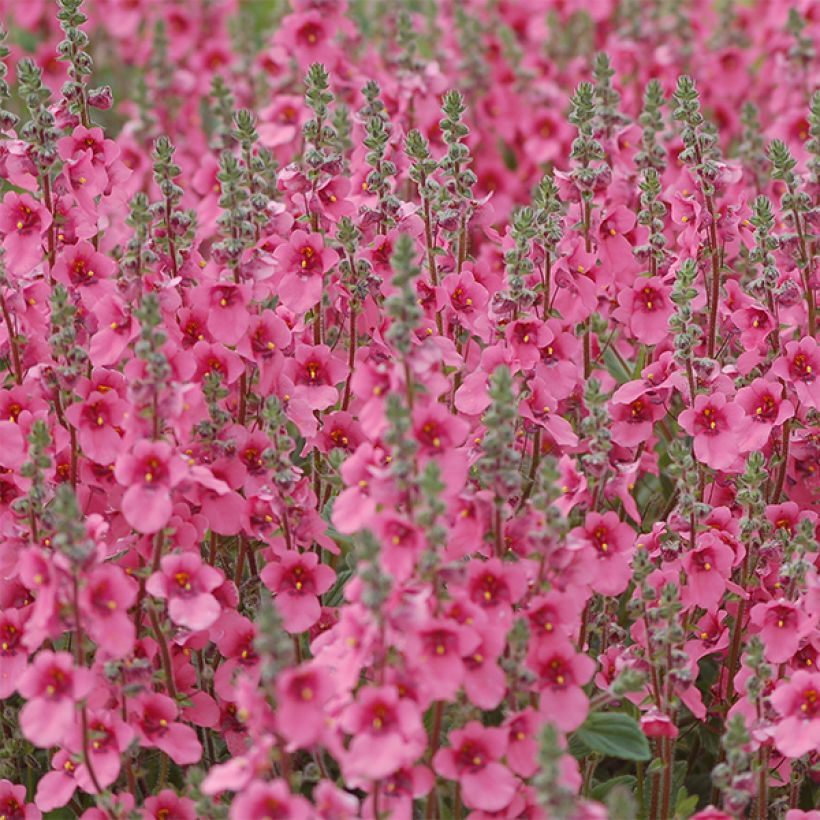 Diascia fetcaniensis - Diascie rose vif (Flowering)