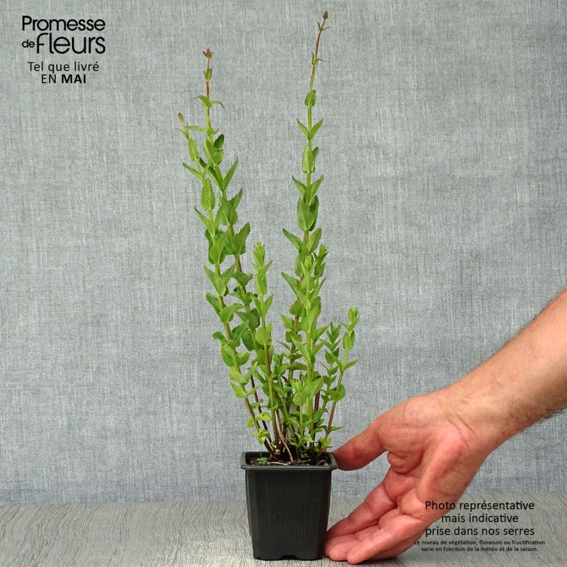 Example of Diascia personata - Diascie Godet de 8/9 cm as you get in printemps