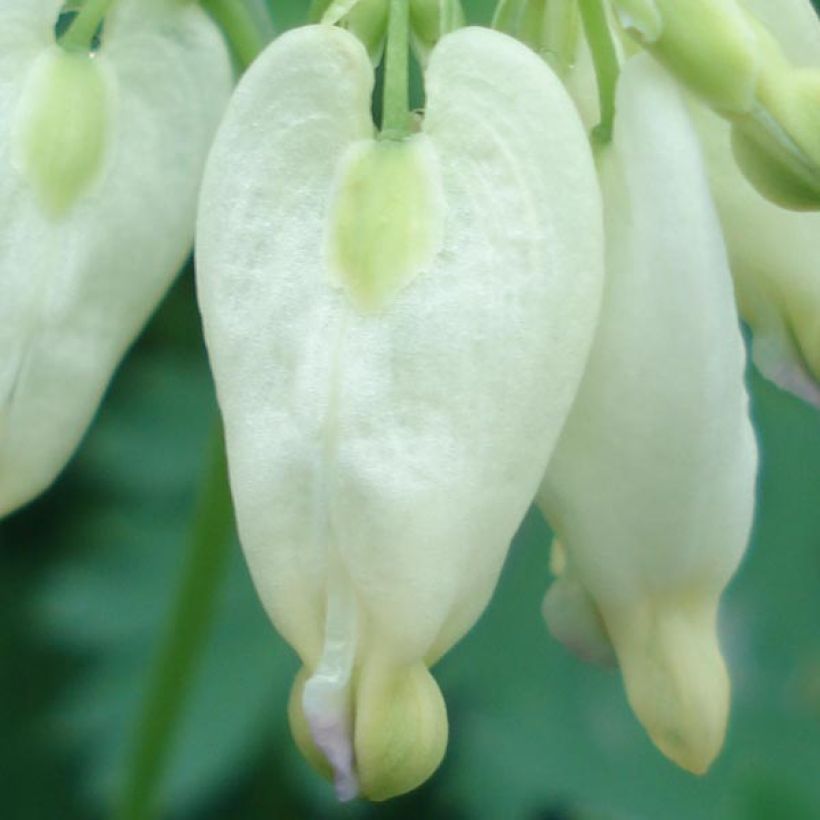Coeur de Marie - Dicentra formosa Aurora (Flowering)