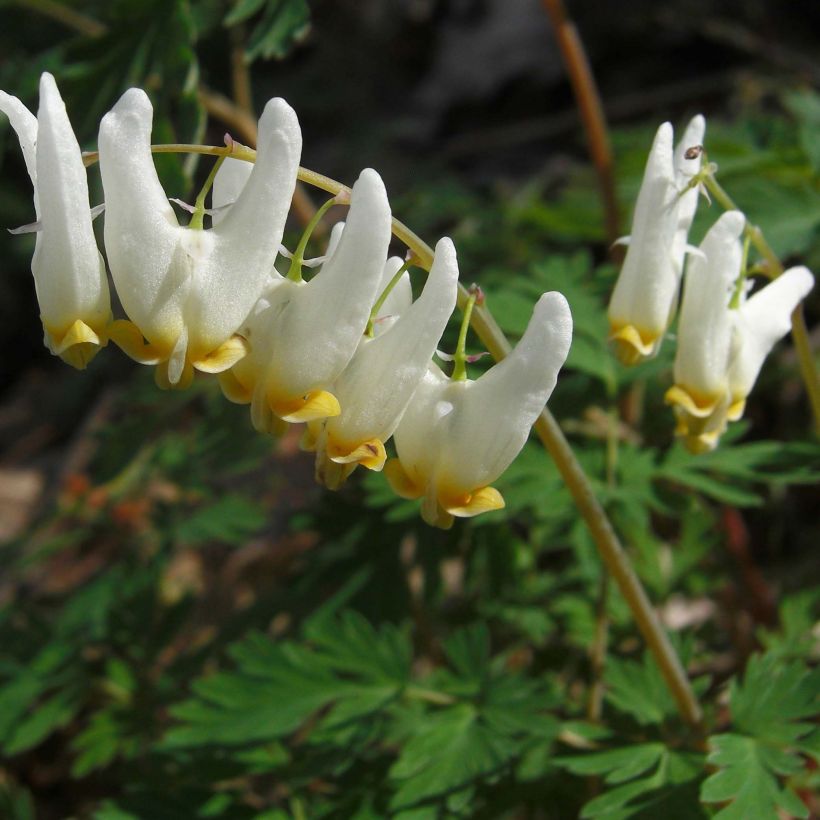 Dicentra cucullaria - dicentre à capuchon  (Flowering)
