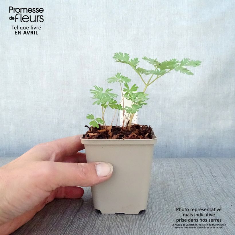 Example of Dicentra cucullaria - dicentre à capuchon  Godet de 8/9 cm as you get in printemps