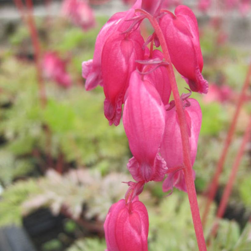 Coeur de Marie - Dicentra formosa Luxuriant (Flowering)