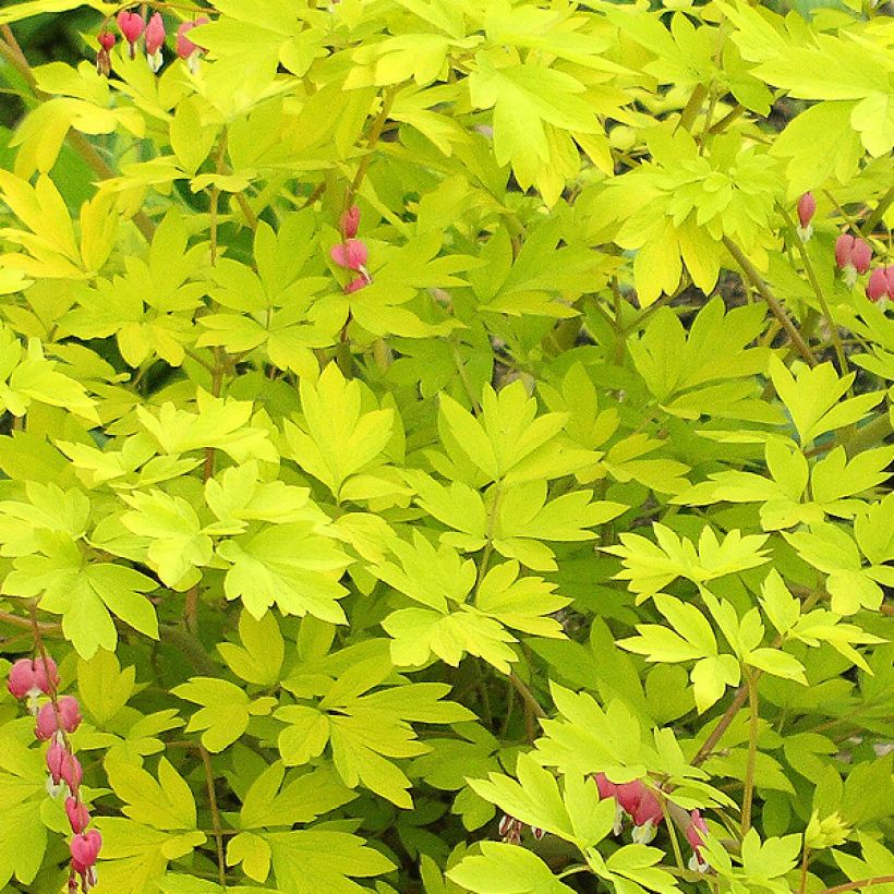 Coeur de Marie doré - Dicentra spectabilis Goldheart® (Foliage)