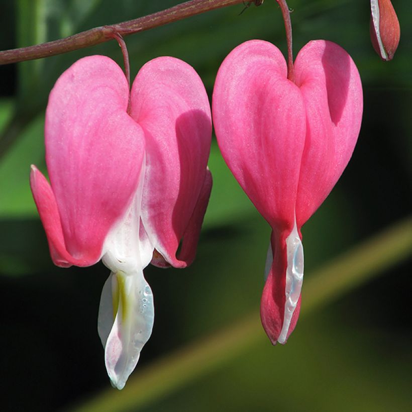 Coeur de Marie doré - Dicentra spectabilis Goldheart® (Flowering)
