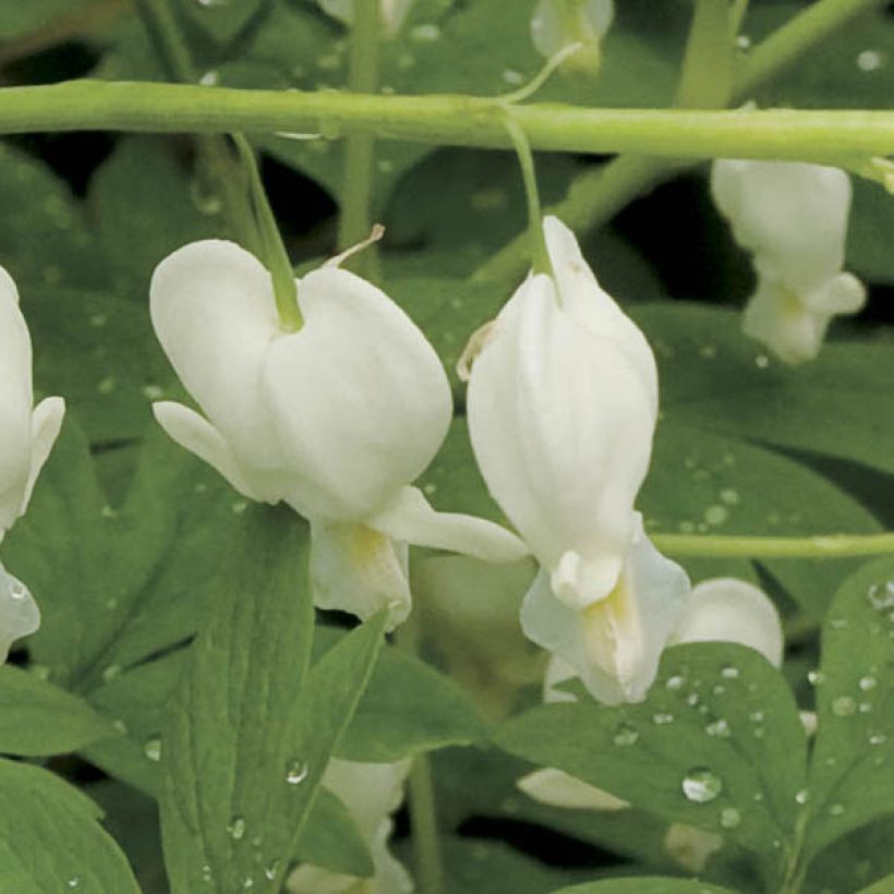 Coeur de Marie Blanc - Dicentra spectabilis Alba (Flowering)