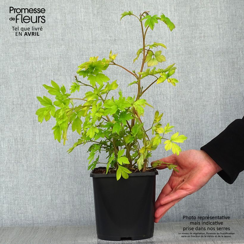 Example of Coeur de Marie - Dicentra spectabilis Yellow Leaf Pot de 3L/4L as you get in printemps