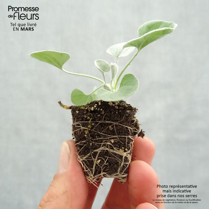 Spécimen de Dichondra Silver Falls   Mini-motte Ø 3/4 cm, Plant vert de 5 cm de haut tel que livré au printemps