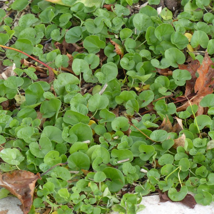 Dichondra repens - Dichondra rampant (Foliage)