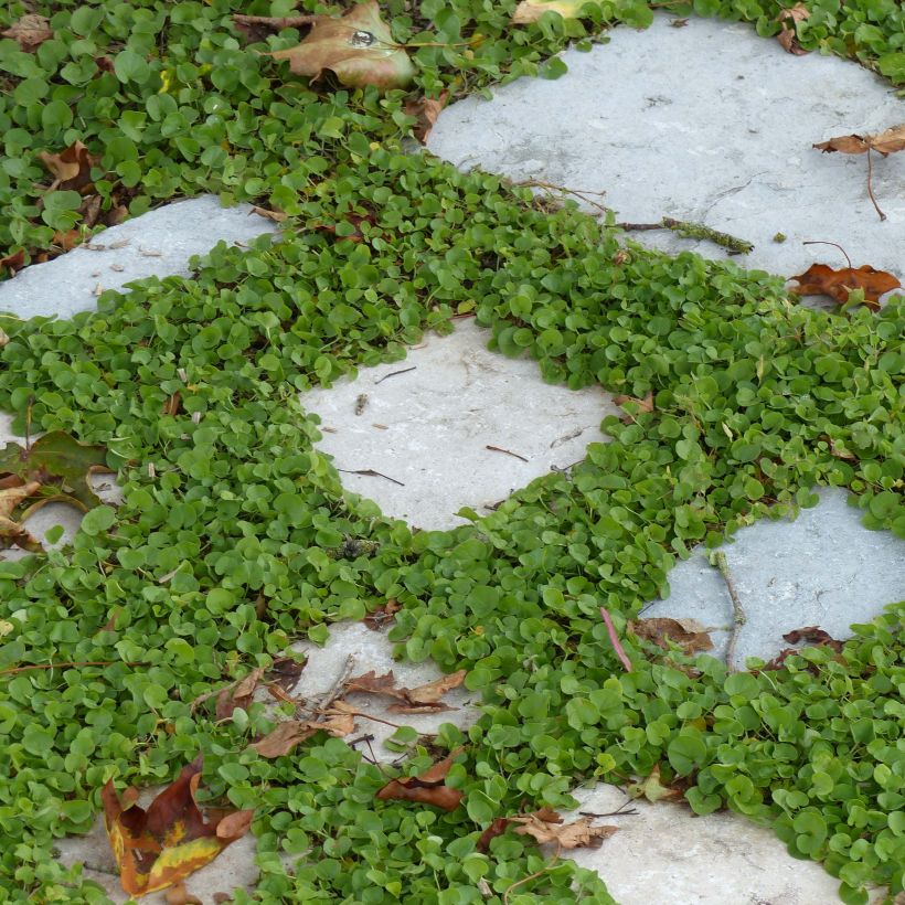 Dichondra repens - Dichondra rampant (Plant habit)