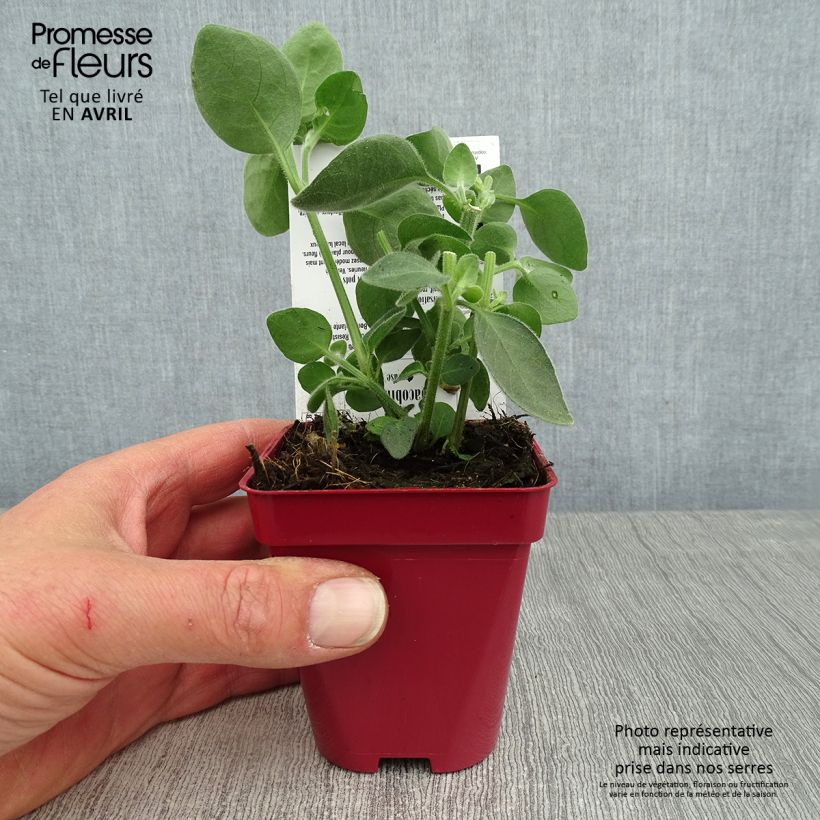 Example of Dicliptera suberecta - Justicia ou Jacobinia squarrosa Godet de 8/9 cm as you get in printemps