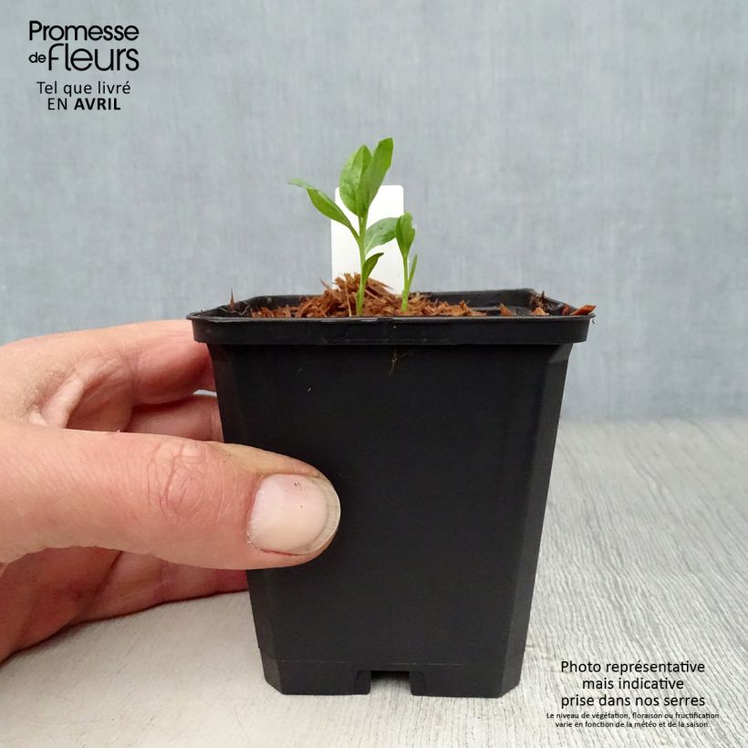 Example of Dictamnus albus var. purpureus - Fraxinelle Godet de 8/9 cm as you get in printemps