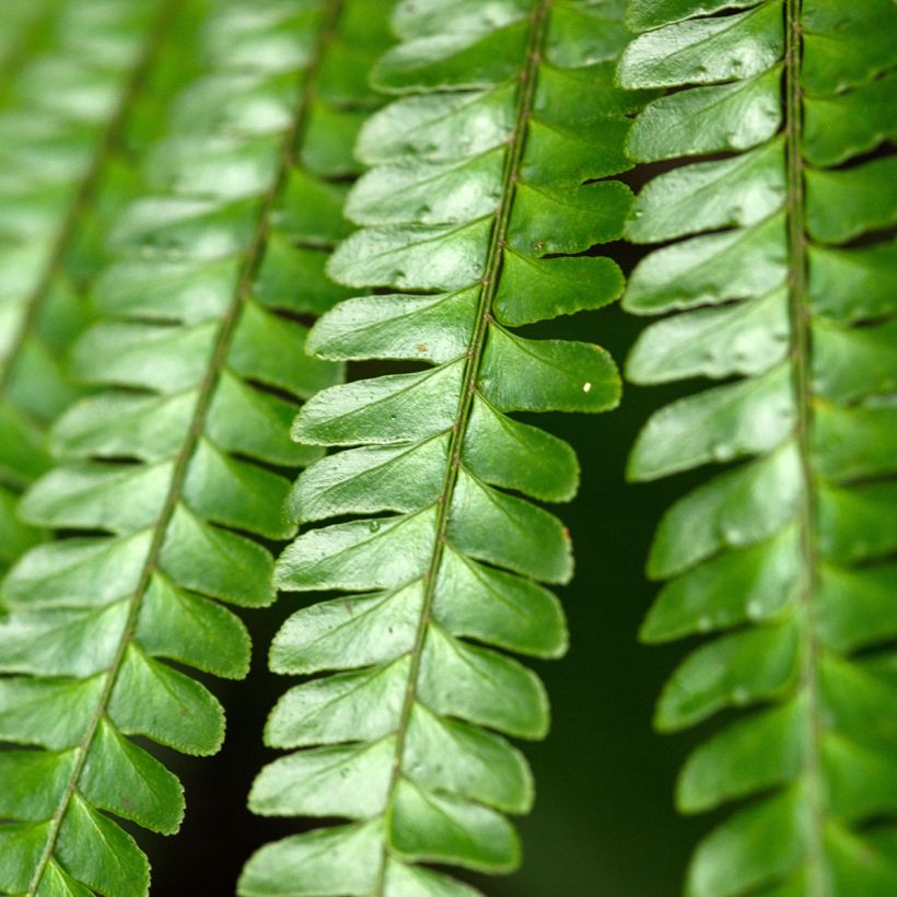 Didymochlaena truncatula - Fougère arborescente à frondes tronquées (Foliage)