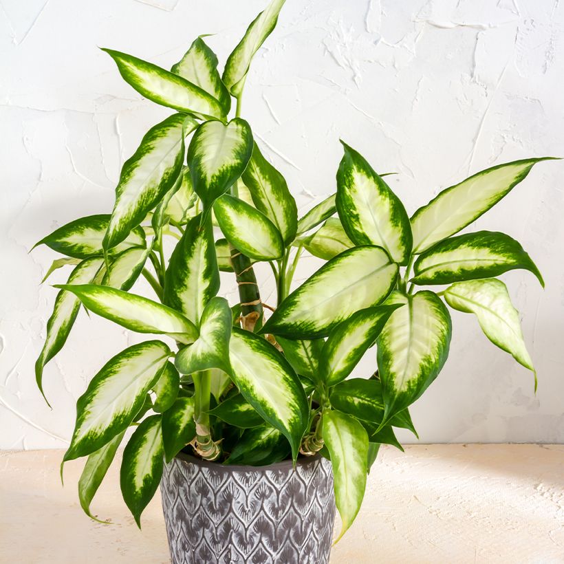 Dieffenbachia Camilla (Feuillage)
