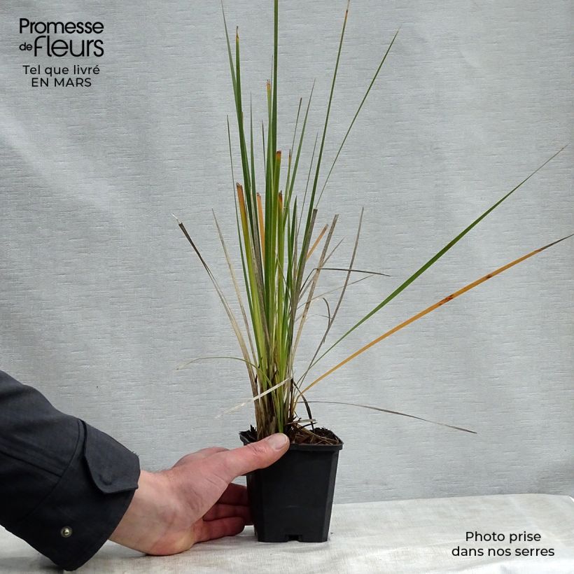 Spécimen de Dierama Alba - Canne à pêche des anges Godet de 8/9 cm tel que livré au printemps