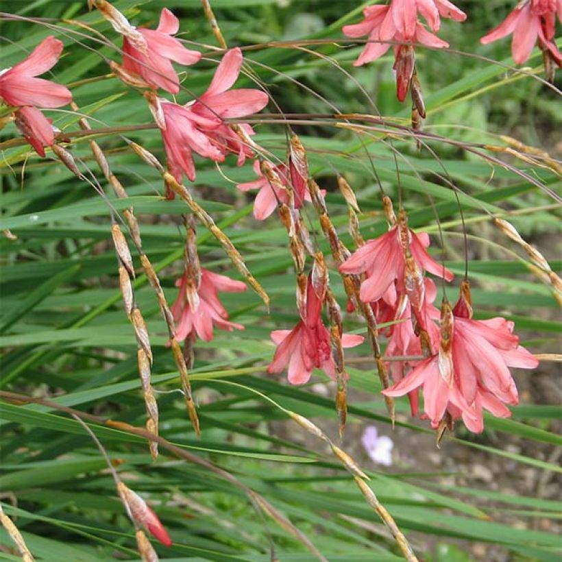 Canne à pêche des anges - Dierama igneum (Flowering)