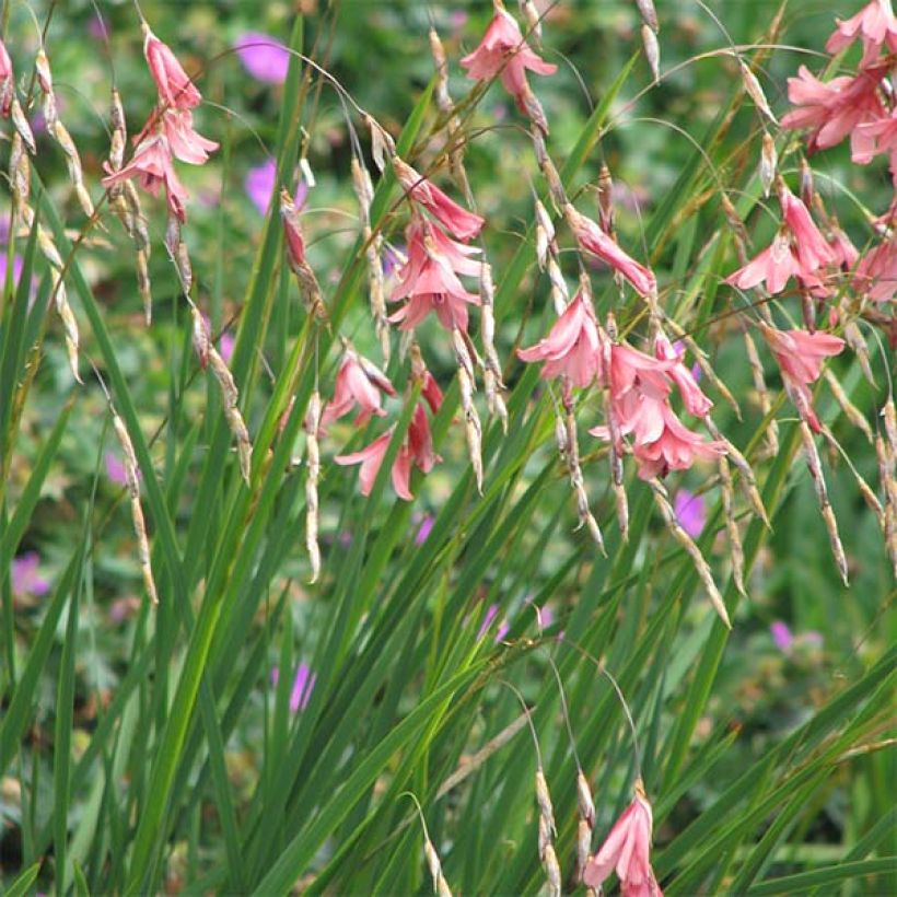 Canne à pêche des anges - Dierama igneum (Plant habit)