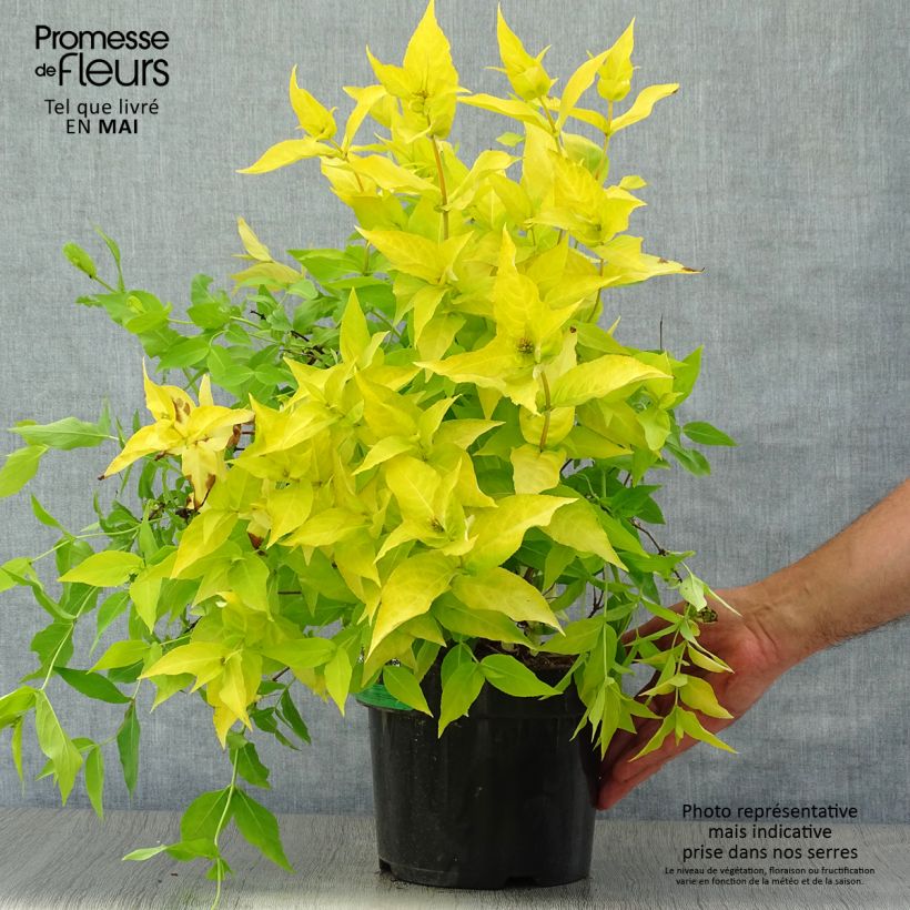 Example of Diervilla rivularis Honeybee Pot de 2L/3L as you get in printemps