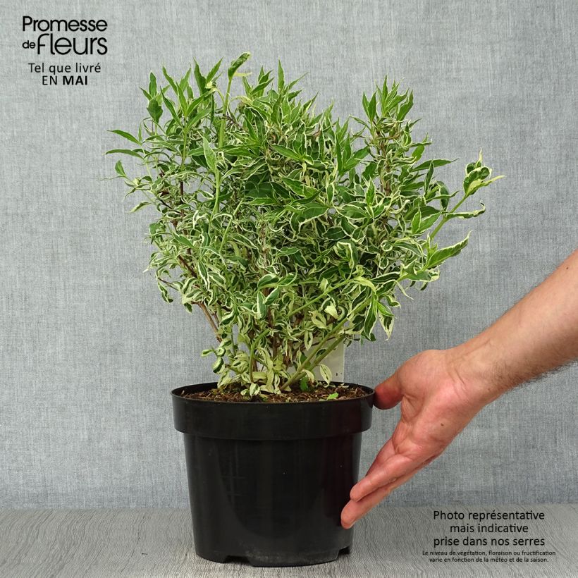 Example of Diervilla sessilifolia Cool Splash Pot de 3L/4L as you get in printemps