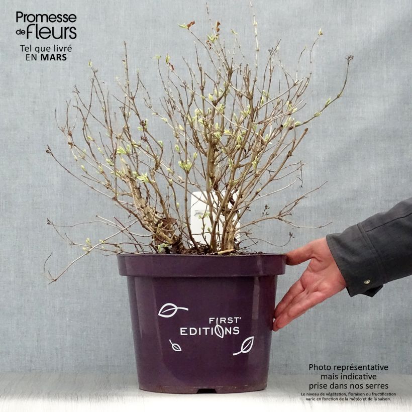 Example of Diervilla sessilifolia Cool Splash Pot de 7,5L/10L as you get in printemps