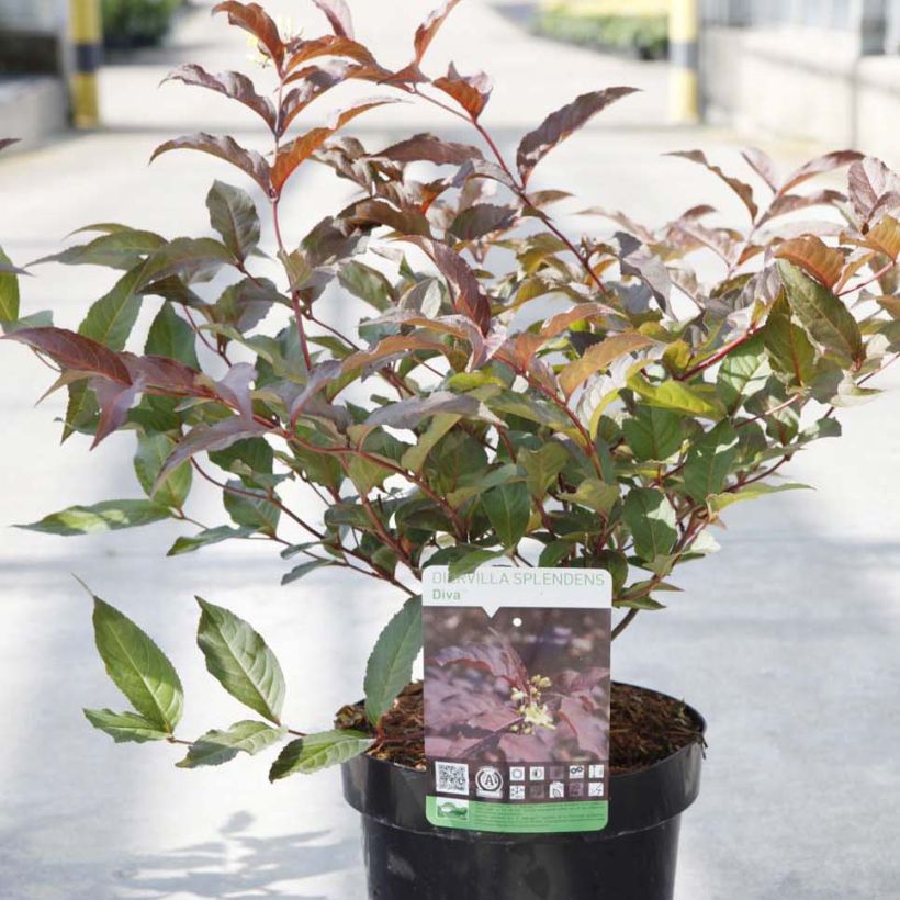 Diervilla splendens Diva - Diervillé (Plant habit)