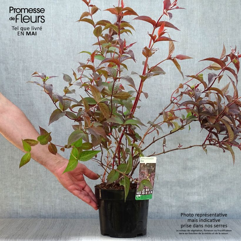 Example of Diervilla splendens Diva - Diervillé Pot de 3L/4L as you get in printemps
