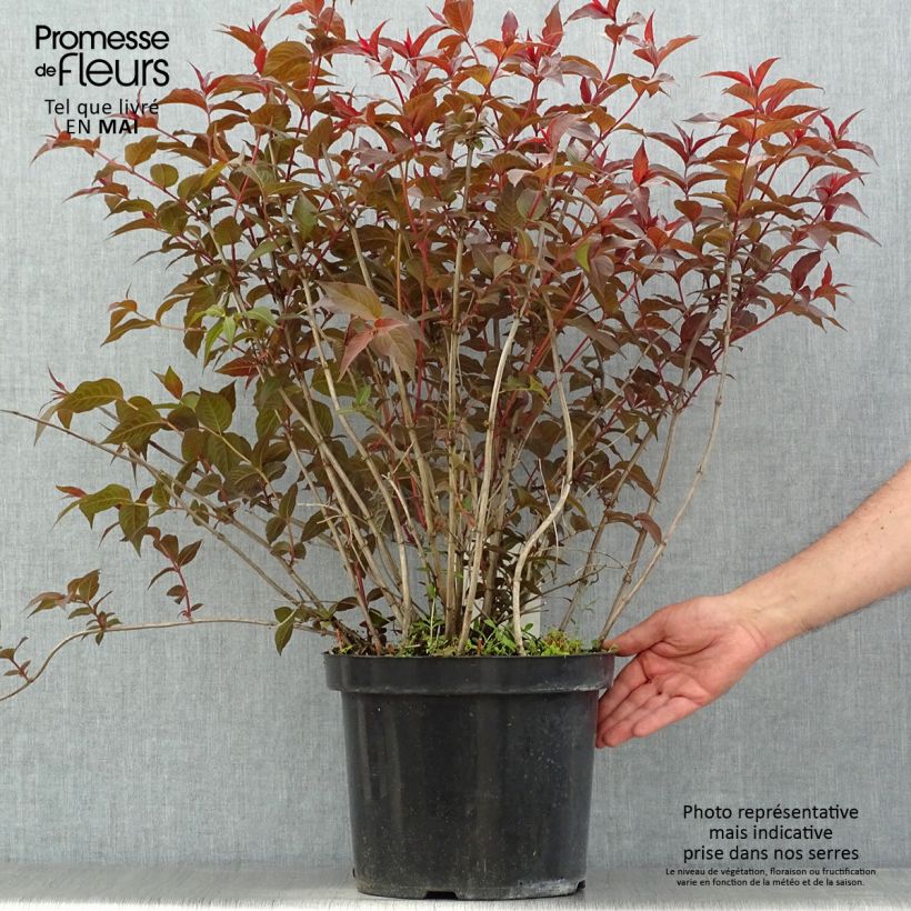 Example of Diervilla splendens Diva - Diervillé Pot de 7,5L/10L as you get in printemps