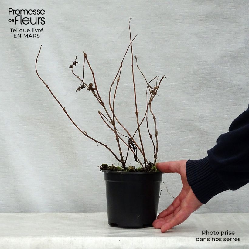 Example of Diervilla splendens - Diervillé Godet de 8/9 cm as you get in printemps