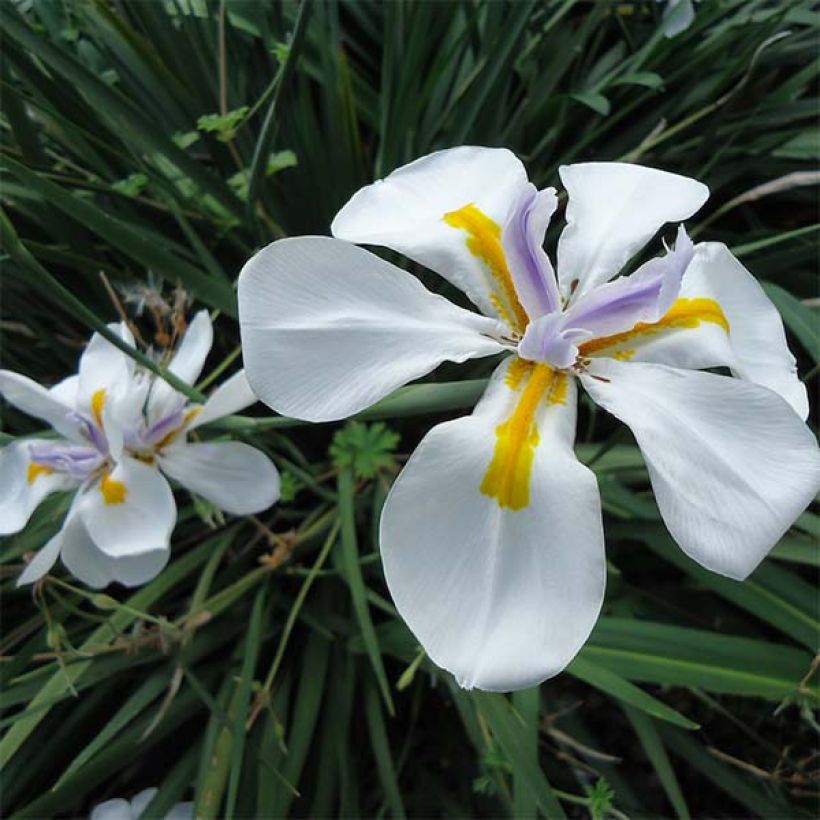 Dietes Grandiflora - Iris des Fées (Flowering)