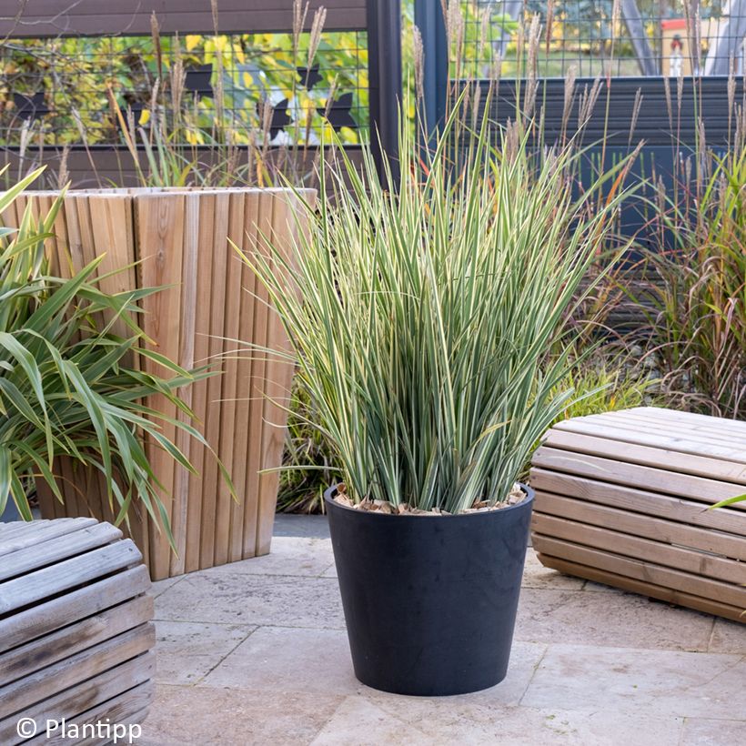 Dietes bicolor Milky Way - Iris espagnol (Port)