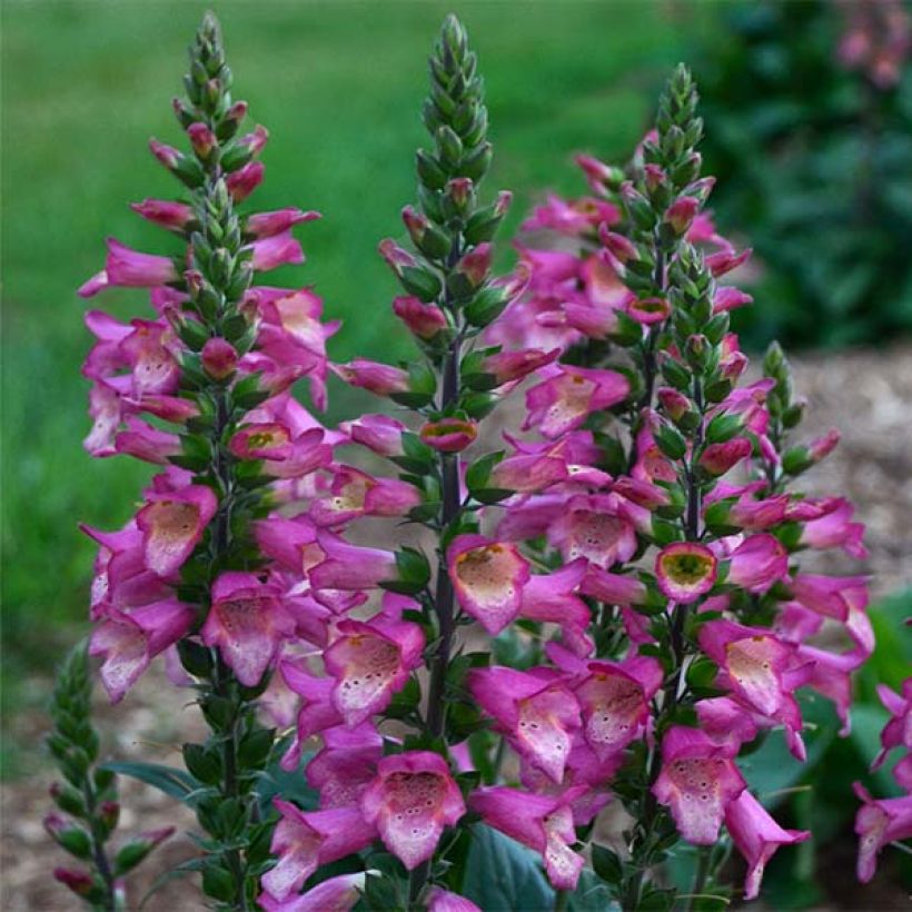 Digiplexis Berry Canary - Digitalis hybride (Flowering)