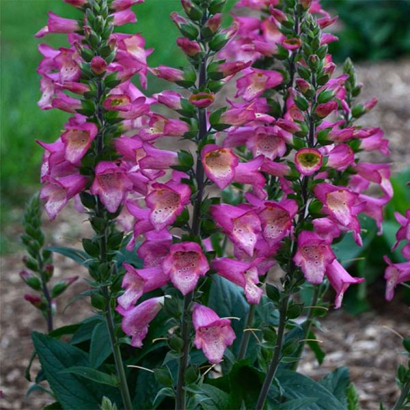 Digiplexis Berry Canary - Digitalis hybride (Plant habit)